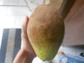 Mangifera caesia